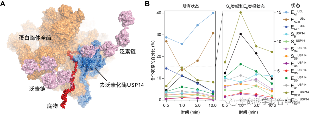 北京大學Nature發表突破性研究成果 人工智能助力時間分辨冷凍電鏡發現重大藥物靶點動力學調控機制